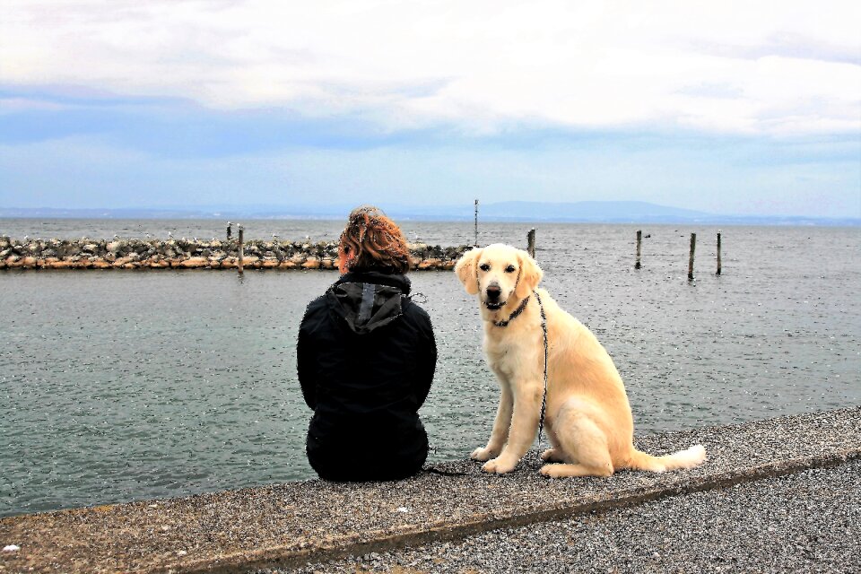 Golden retriever dog white dog