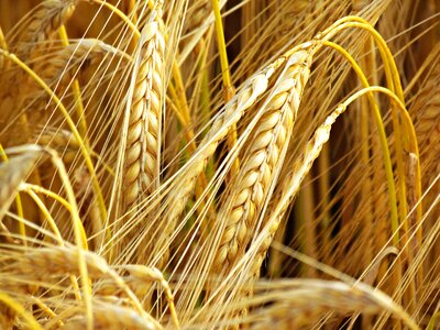 Feuds agriculture the cultivation of