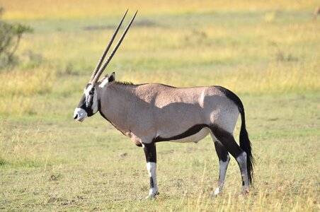 Antelope grass oryx photo