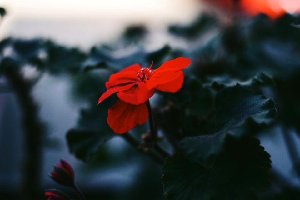 Bloom green leaf