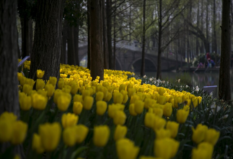 Flower tulip nature