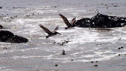 Birds fly wildlife