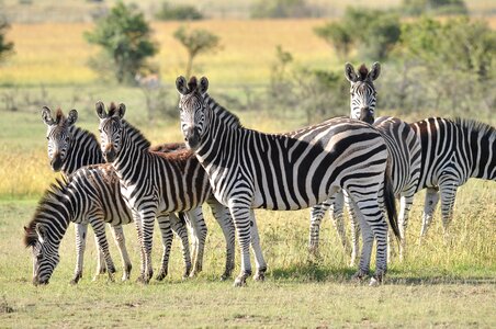 Savanna animal mammal