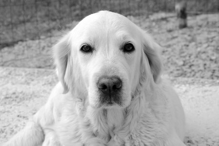 Portrait domestic animal photo black white