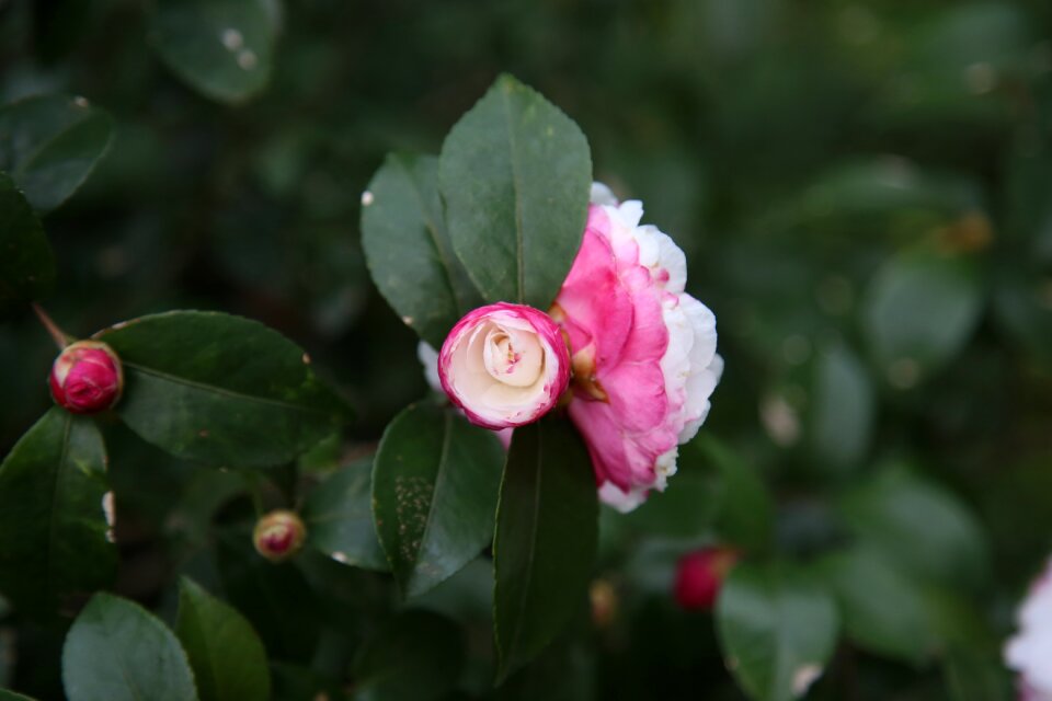 Camellia plant Free photos