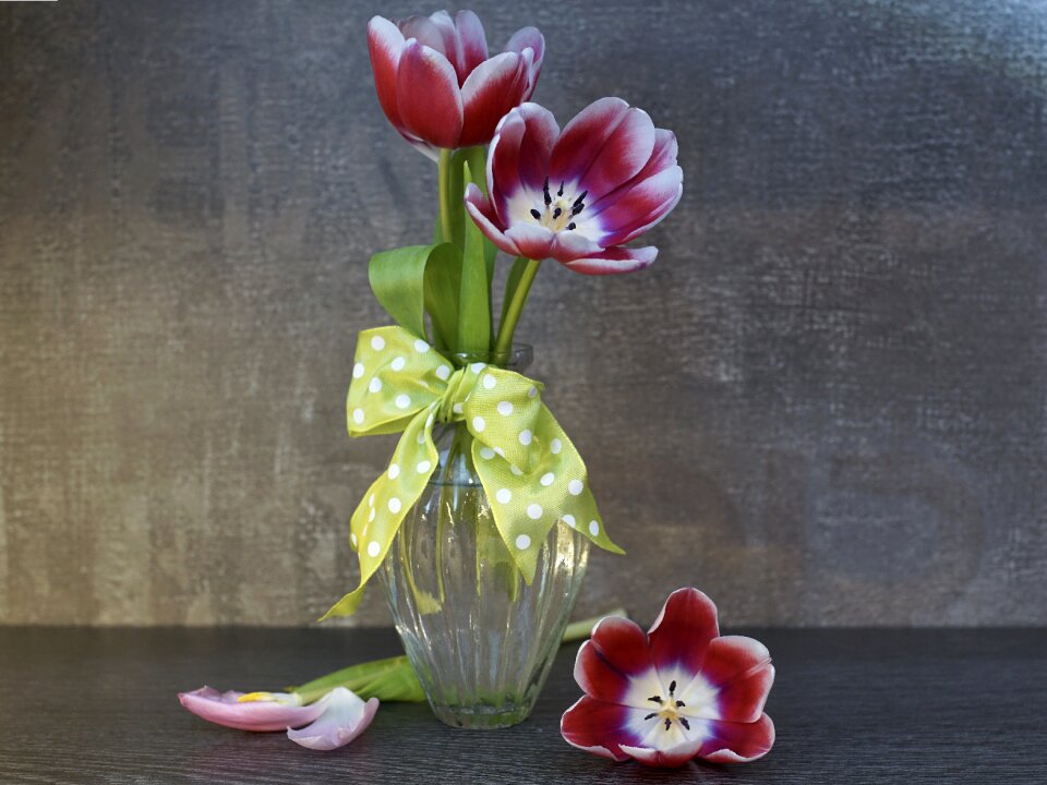 Floral petal color