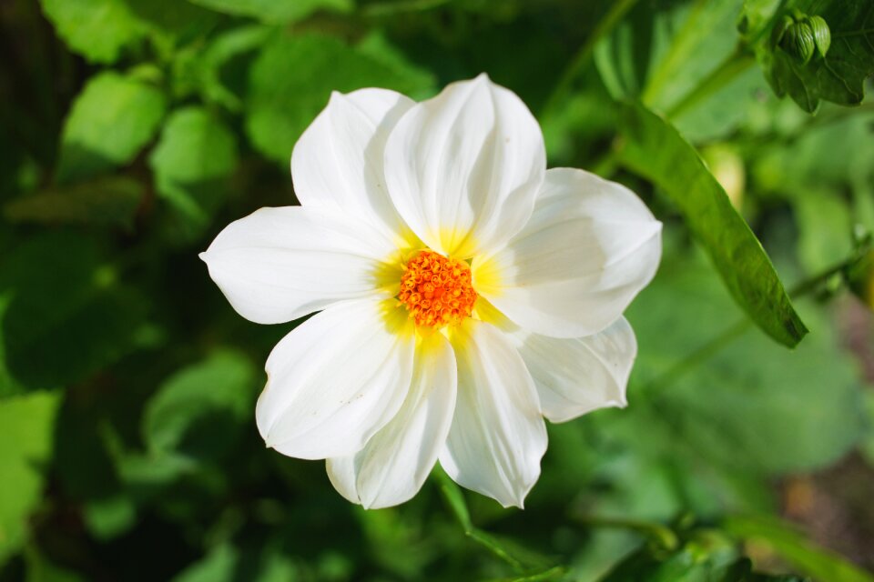 White petals plants photo