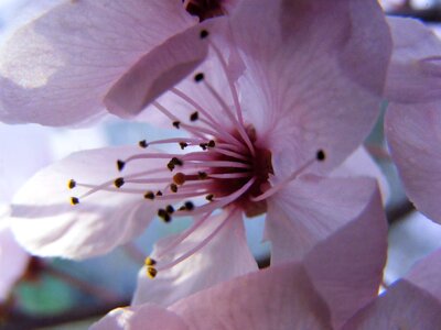Nature spring macro