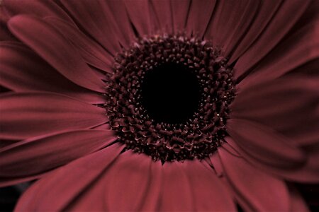 Sunflower maroon petals