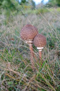 Autumn nature grass