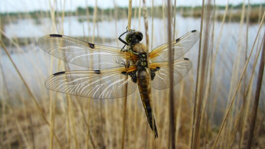 Gewässer insekt natur