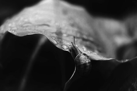 Blur snail reptile