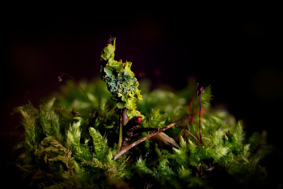 Plant outdoor moss