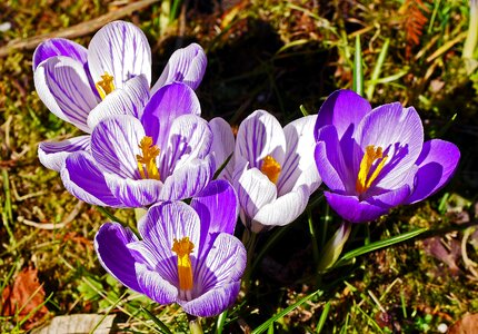 Purple flamed signs of spring photo