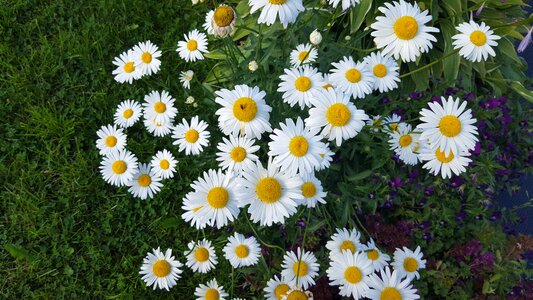 White flowers summer bloom