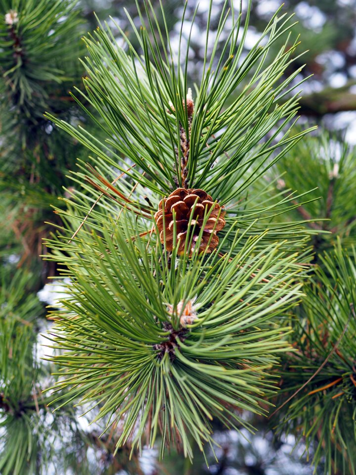 Forest cone evergreen tree
