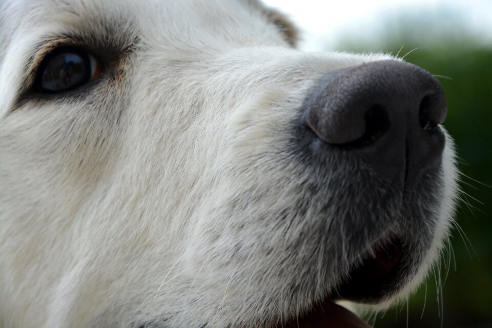 Eye truffle snout