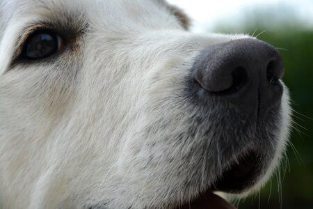 Eye truffle snout photo