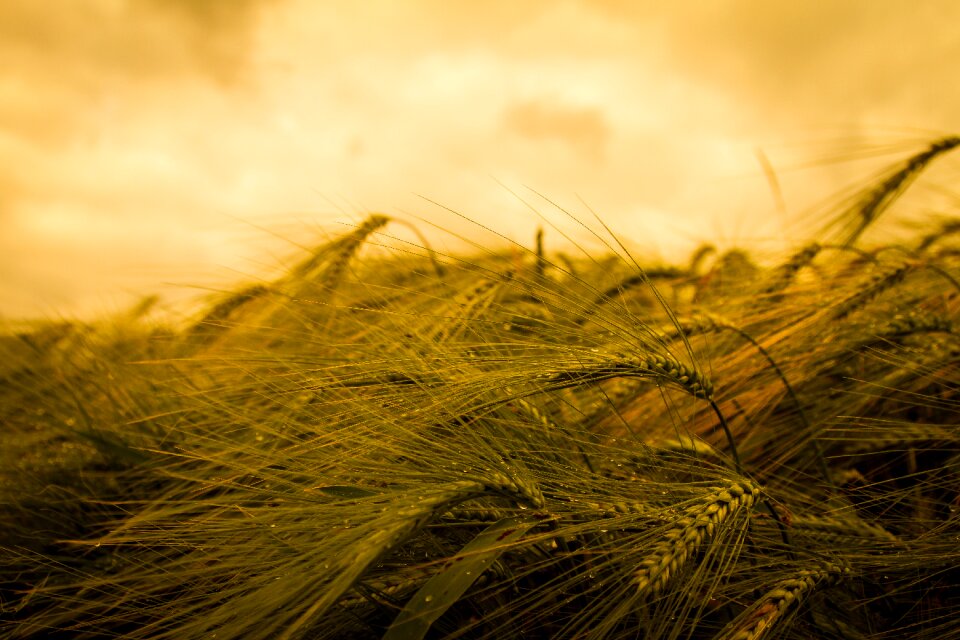 Cereals field factory