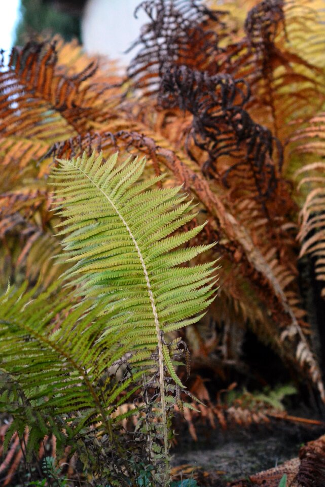 Fern leaf ferns nature