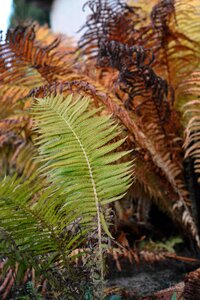 Fern leaf ferns nature