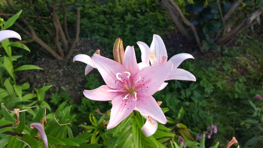 Beautiful flower dacha garden flowers