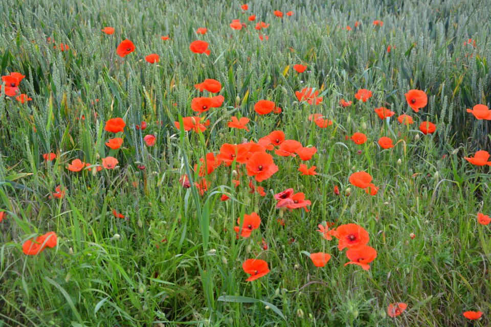 Red flowers nature country