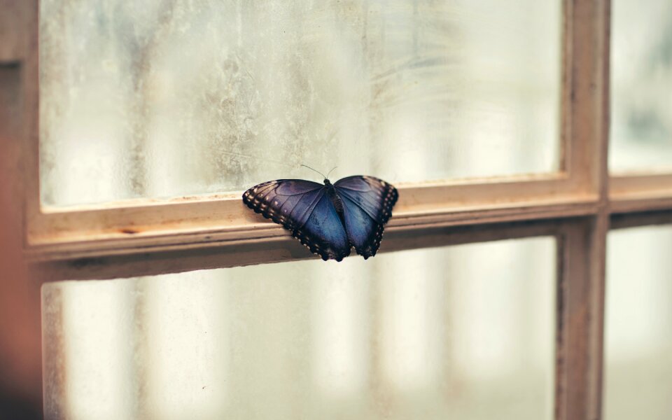 Indoor interior butterfly