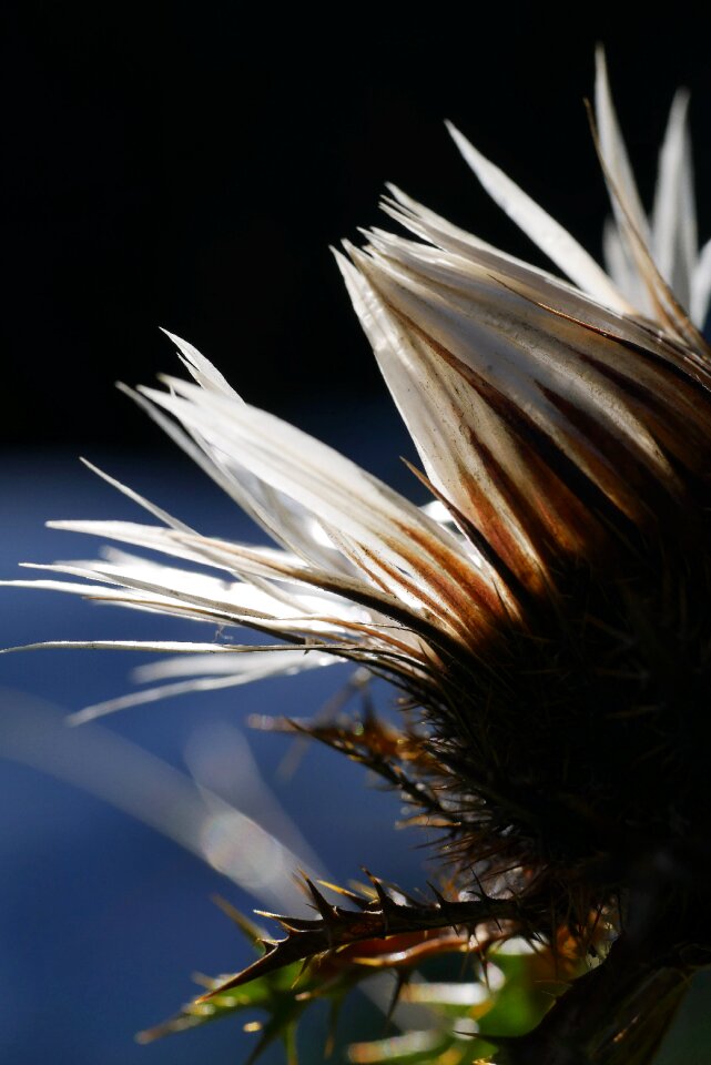 Nature conservation alpine silver thistle