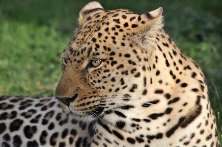 Leopard animal mammal photo