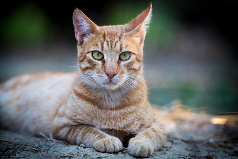 Red tomcat pet pride