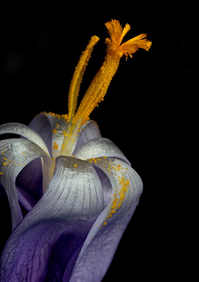 Crocus nature close up
