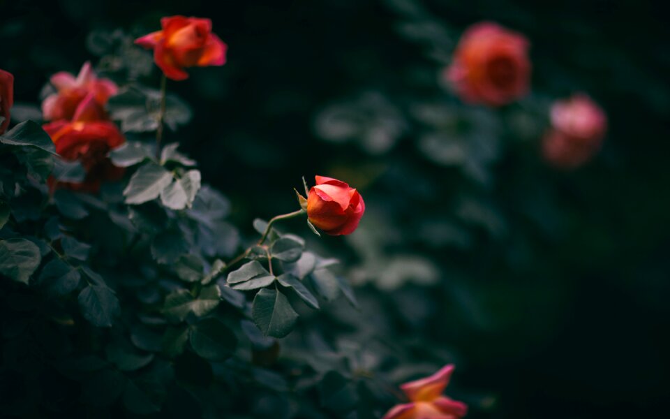 Leaf flower plant