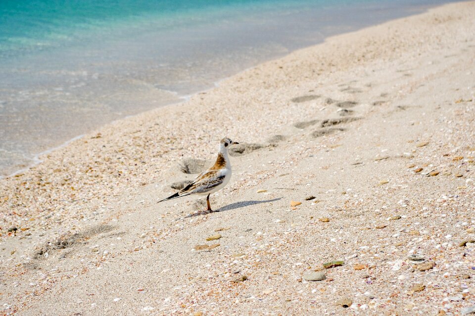 Sea summer seagull