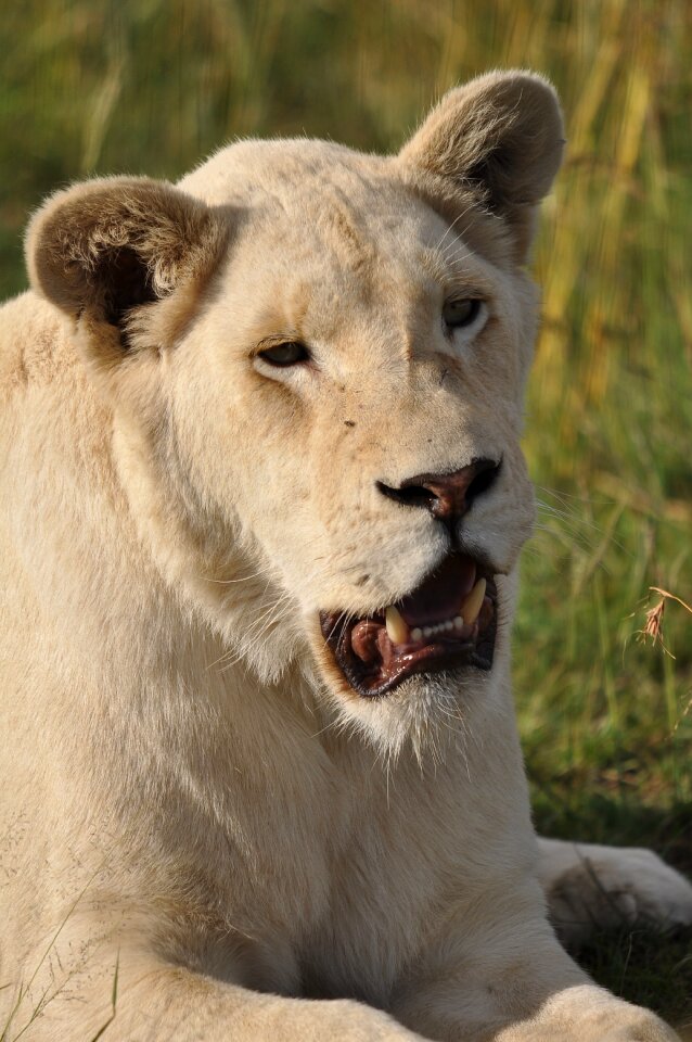 Nature wild lion