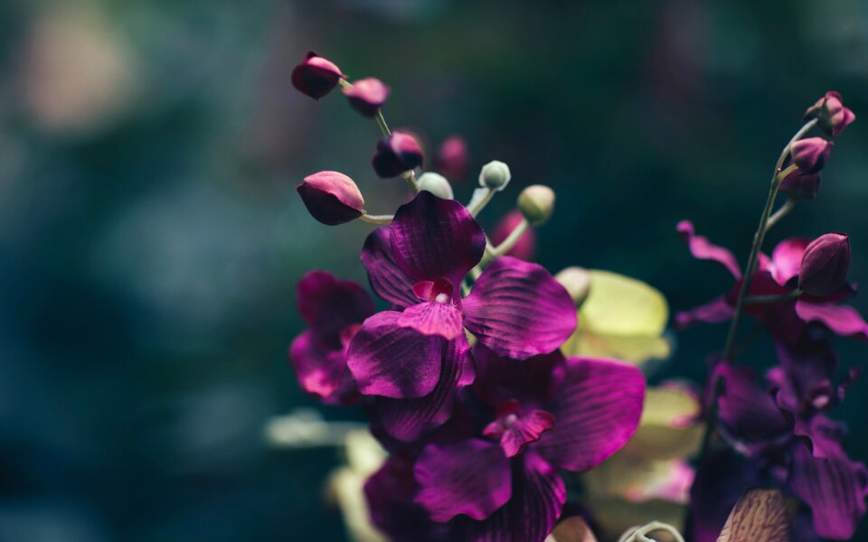Orchids garden nature