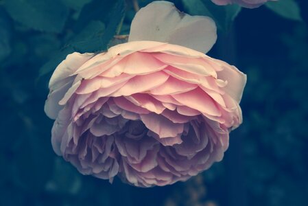 Instagram rose mood