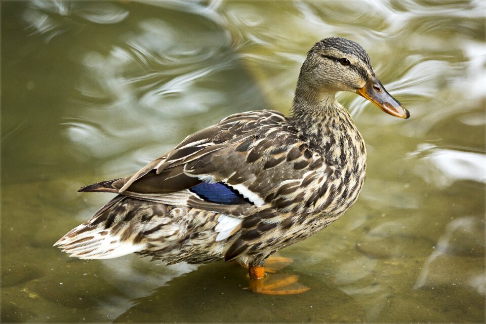 Nature pond waterfowl