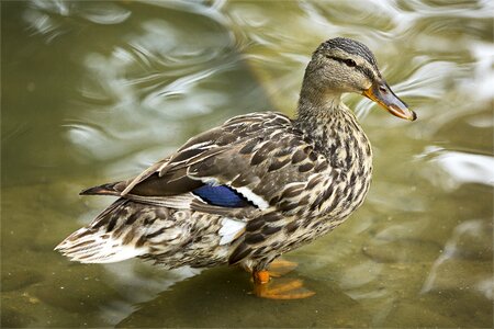 Nature pond waterfowl