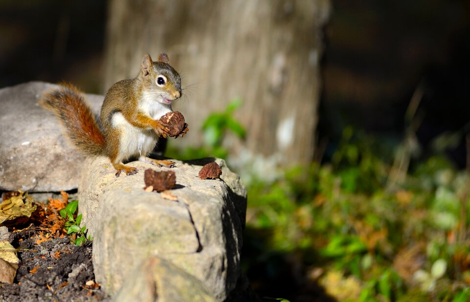 Wildlife forest mammal