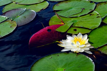 Nature pond plant