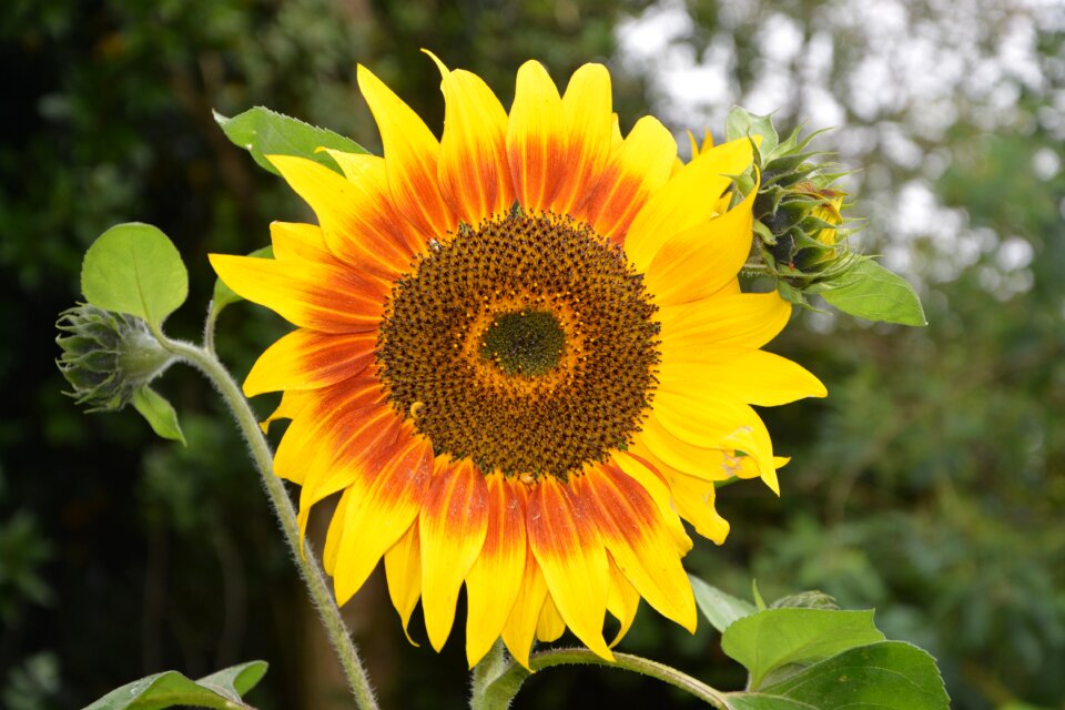 Orange nature plant