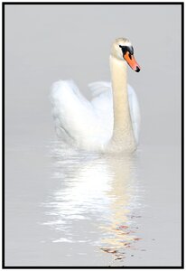 Bird wildlife pond