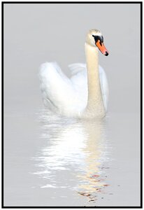 Bird wildlife pond photo