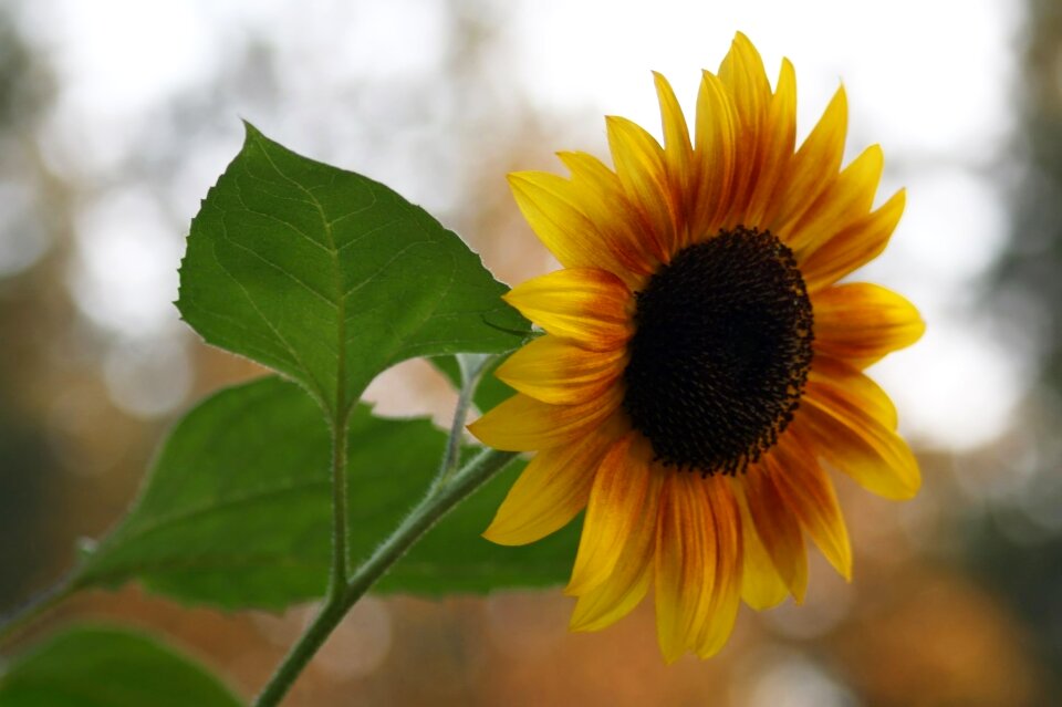 Leaf summer sunflower