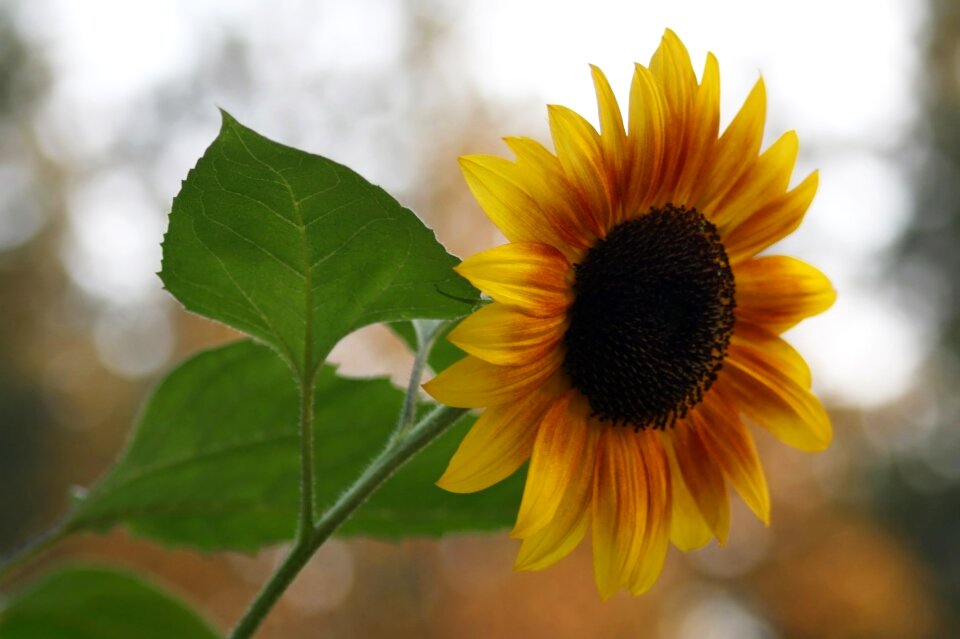 Leaf summer sunflower photo