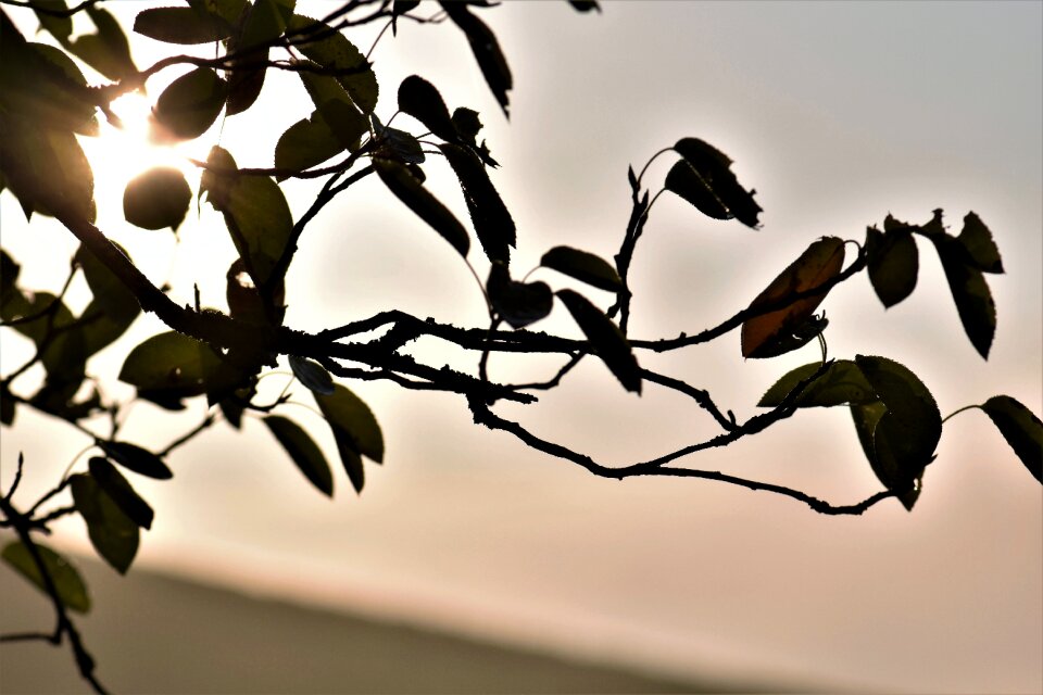 Leaves landscape nature
