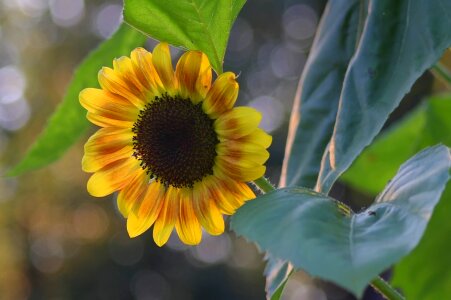 Leaf garden sunflower photo