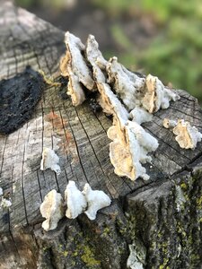 Stump forest wild photo