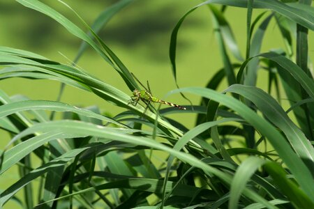 Growth grass summer
